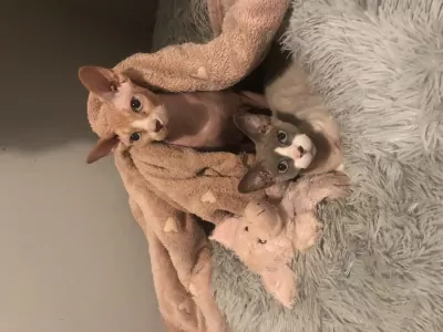 Twee aanhankelijke Sphynx katten zoeken een blijvend thuis - afbeelding 4