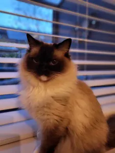Ragdolls Luna & Simba - afbeelding 6