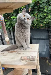 Britse korthaar kittens - afbeelding 4