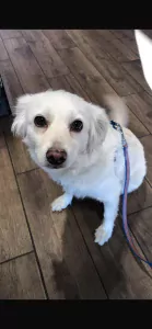 Leuk hondje meegenomen uit Iran! - afbeelding 2