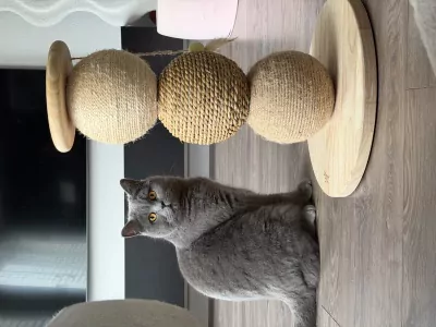 Brits Korthaar te koop verkopen Zaandijk Nederland - 5371