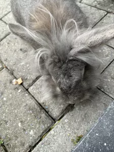 Konijn - afbeelding 4