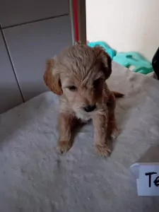 labradoodles - afbeelding 6