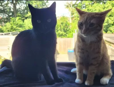 2 leuke katten te koop - afbeelding 4