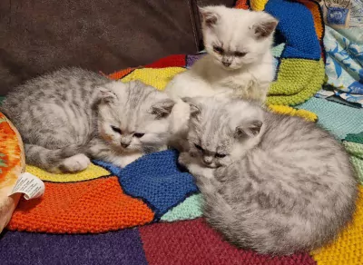 Britse Korthaar kittens te koop - afbeelding 2
