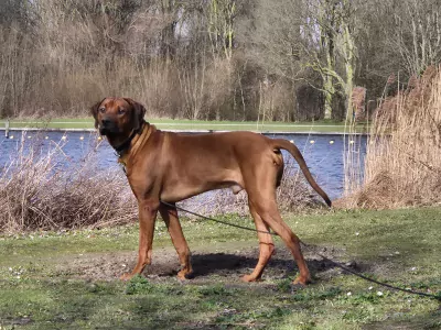 Nieuw thuis voor onze mooie Rody - afbeelding 5
