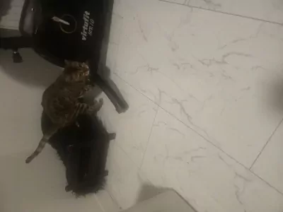 5 jarig bengaals poes zoekt nieuwe huisje - afbeelding 2