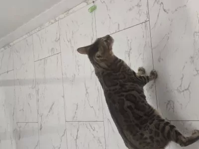 5 jarig bengaals poes zoekt nieuwe huisje - afbeelding 3