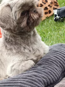 Zeer lieve hond die zindelijk is - afbeelding 2