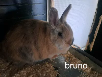 Lieve konijnen - afbeelding 3