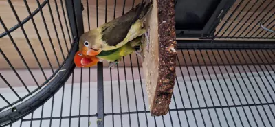 2x fischers agapornis - afbeelding 2