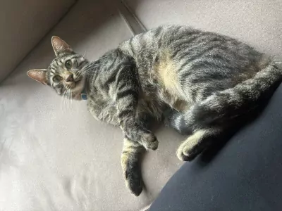 Ideale knuffel kat zoekt baasje - afbeelding 3