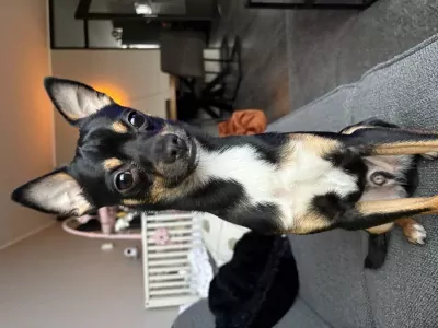 Hond verkopen chihuahua /dwergpincher - afbeelding 3