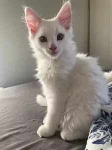 2 Maine Coon x Britse korthaar katerkittens samen thuis - afbeelding 3