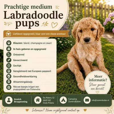 Labradoodle