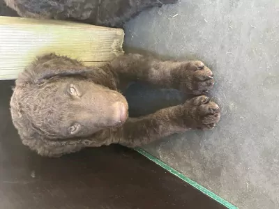 teef nestjes