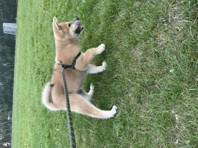 Japanse Akita - afbeelding 2