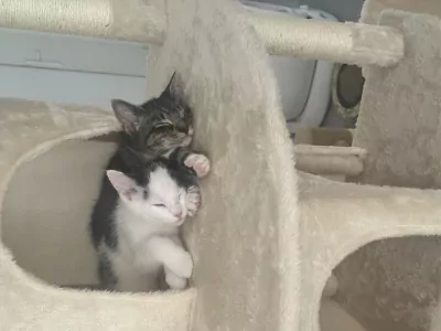 Kittens zoeken een nieuw, warm en liefdevol huisje. - afbeelding 5