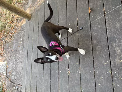 Siberische husky te koop verkopen Leiden Nederland - 5712
