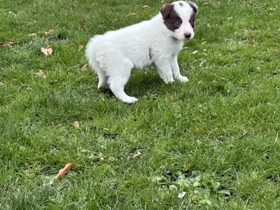 Collie te koop verkopen Bodegraven Nederland - 5320