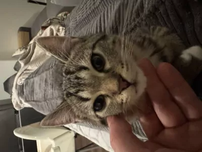 Grijze kleine kater, 13 weken oud. - afbeelding 4