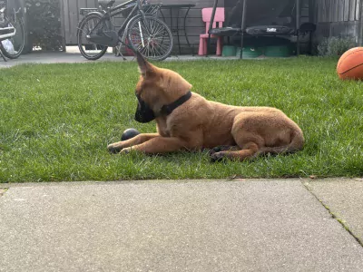 Prachtig mechelse herder - afbeelding 9