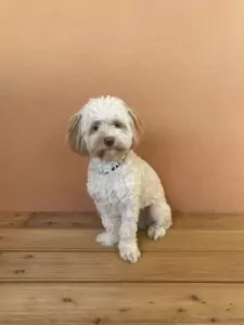 Maltipoo te koop verkopen Nijkerk Nederland - 5178