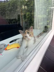 Europese Korthaar te koop verkopen Katwijk Zuid-Holland Nederland - 4961