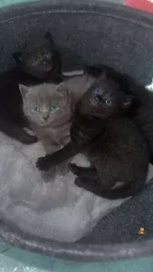 Britsche korthaar kittens te koop - afbeelding 2