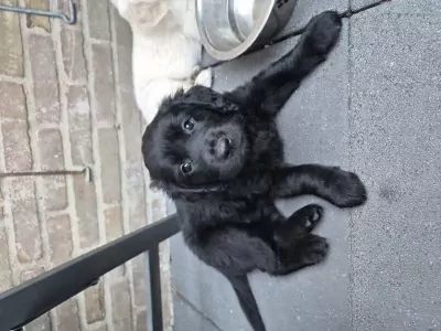 teef nestjes