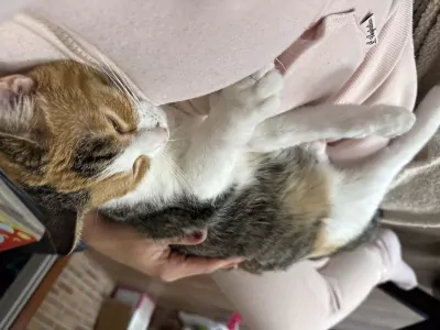 Lieve poes Mia zoekt een nieuw huisje - afbeelding 5