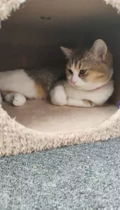 Britse korthaar kitten - afbeelding 5