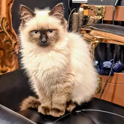 Ragdoll te koop verkopen Klaaswaal Nederland - 5078