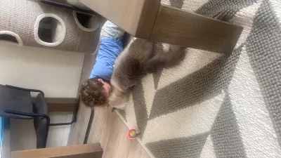 De liefste Ragdoll - afbeelding 2