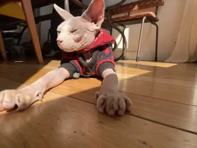 Herplaatsing twee sphynxen - afbeelding 2