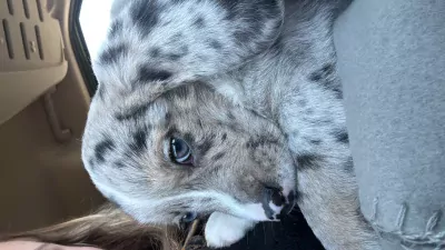 Puppy te koop - afbeelding 4