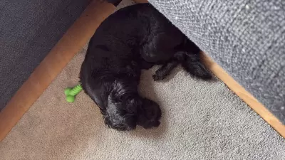 Boomer reutje - afbeelding 2