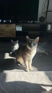Bengaalse Kat te koop verkopen Rotterdam Nederland - 4810