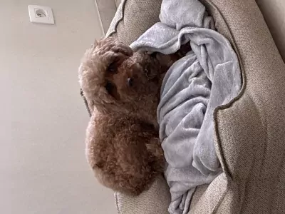 Dwergpoedel te koop verkopen Riemst Belgie - 5214