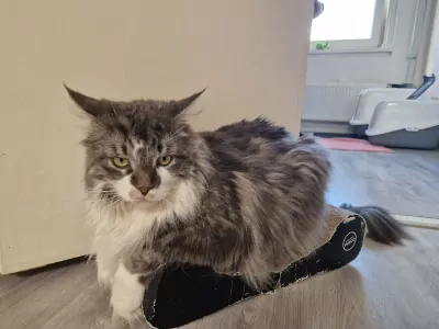 2 Maine Coon katten (broer & zus) – super lief + attributen - afbeelding 5