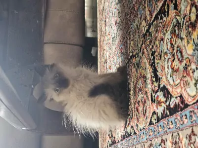 Kittens - afbeelding 6