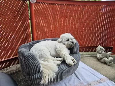 Boomer te koop verkopen Steyl Nederland - 5645