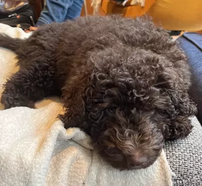 Labradoodle pup te koop - afbeelding 4