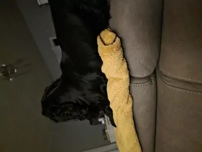 Zwarte cocker spaniel - afbeelding 2