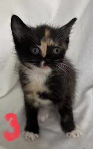 4 lieve mooie dames kittens - afbeelding 4