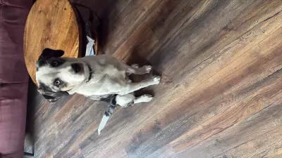 Border  Collie te koop verkopen Vlissingen Nederland - 5136