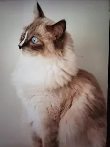 Ragdolls Luna & Simba - afbeelding 5