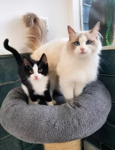 Ragdoll katertjes - afbeelding 4
