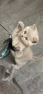Brits korthaar kittens - afbeelding 3