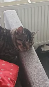 Chico - afbeelding 4